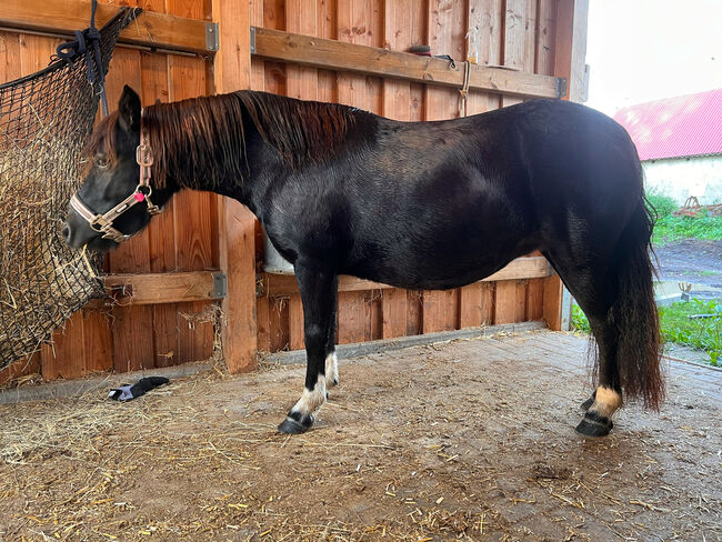 St.Pr.A. Dt. Partbred Shetlandpony Stute tragend sucht 5* Zuhause, Nicole Prignitz , Konie na sprzedaż, Groß Molzahn , Image 6