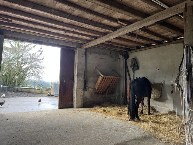 Stallplatz, Nadja, Stabilne maty, Dittelbrunn, Image 5