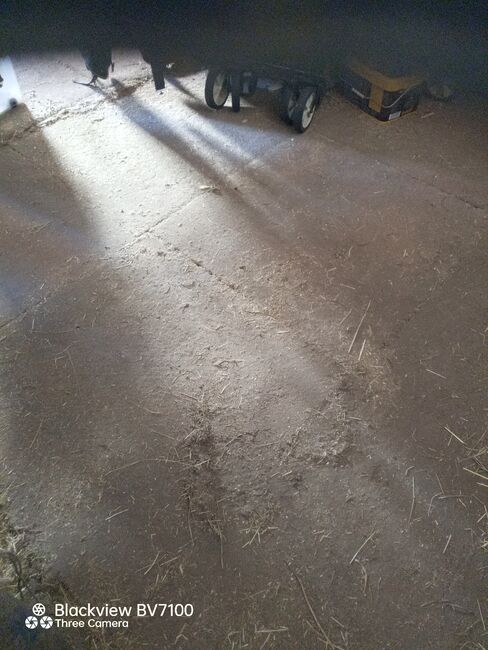 Stallmatten Gummigranulat, GR, Horse & Stable Mats, Petersberg