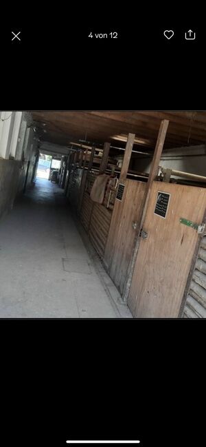 Stallplätze frei Vollpension, Fabi, Horse Stables, Eßweiler, Image 4