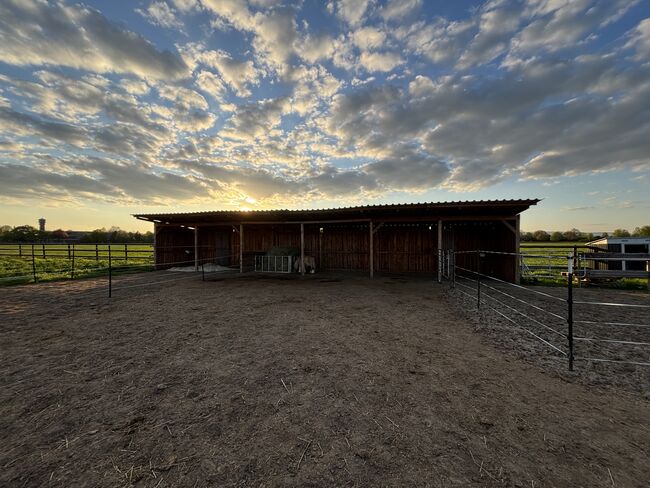 Stallplatz Offenstall, Lisa, Horse Stables, Hochheim am Main