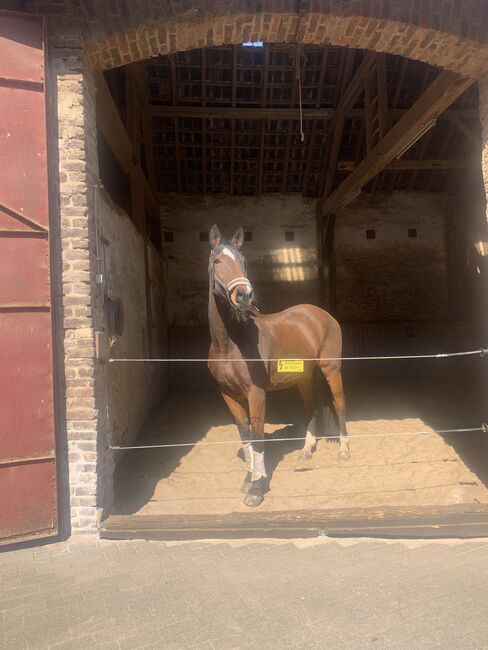 Stallplätze Offenstall Paddockbox Außenbox, Verena Fusari, Horse Stables, Nideggen, Image 10