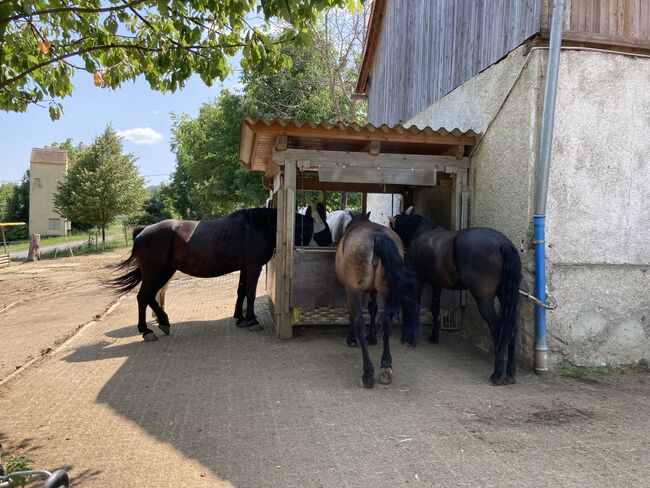 Offenstallplatz auch für Rehepferde geeignet, Corinna , Wolna stajnia, Bairisch Kölldorf, Image 6