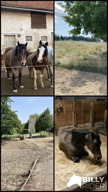 Offenstallplatz auch für Rehepferde geeignet, Corinna , Wolna stajnia, Bairisch Kölldorf, Image 13