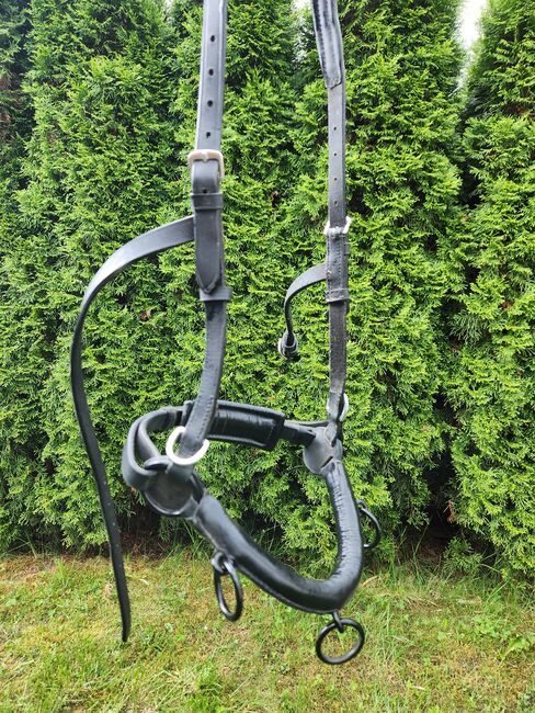 Leder Kappzaun, Leder Kappzaun, Sabine, Lunging, Jettingen, Image 2