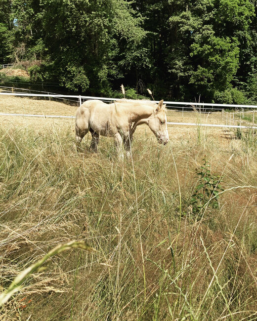 Hengst Fohlen 2023, Magenau , Horses For Sale, Modautal 