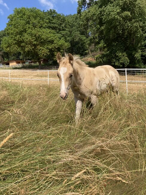 Hengst Fohlen 2023, Magenau , Horses For Sale, Modautal , Image 12