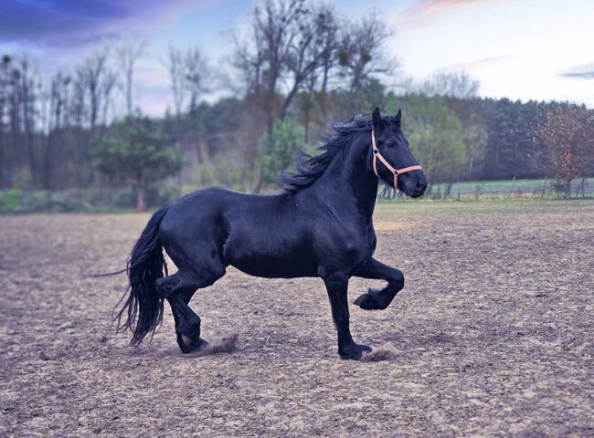 stallion for sale, martina stachova, Horses For Sale, Veľké Leváre 1202