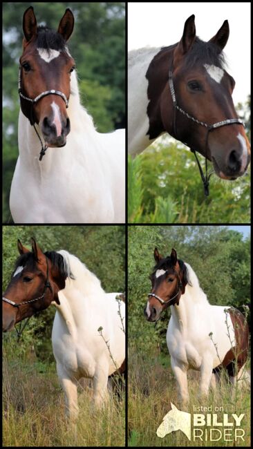 Im hengsttyp stehender Barockpinto Wallach, Kerstin Rehbehn (Pferdemarketing Ost), Horses For Sale, Nienburg, Image 6