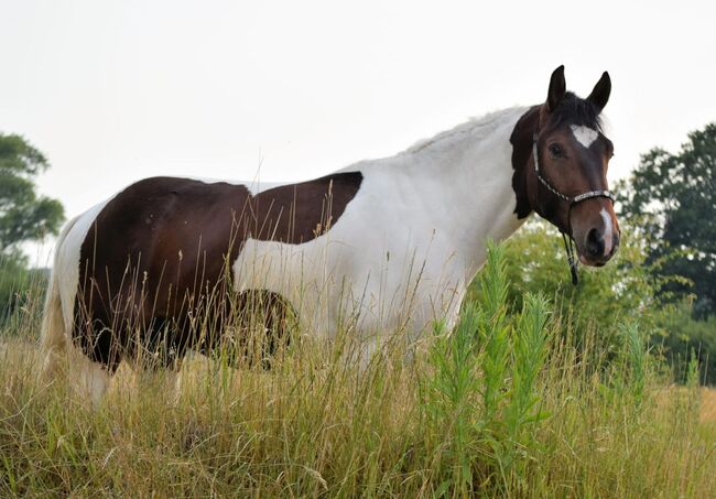 Im hengsttyp stehender Barockpinto Wallach, Kerstin Rehbehn (Pferdemarketing Ost), Horses For Sale, Nienburg, Image 2