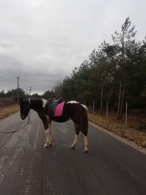 Stallon 2 years old, Ruta, Pferd kaufen, Klaipėdos raj, Abbildung 2