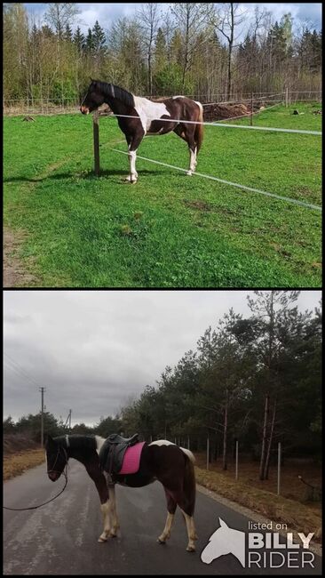 Stallon 2 years old, Ruta, Pferd kaufen, Klaipėdos raj, Abbildung 3