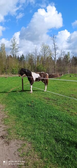 Stallon 2 years old, Ruta, Horses For Sale, Klaipėdos raj