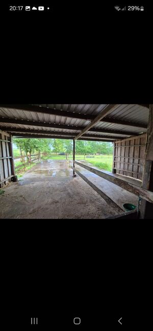 Stallplatz, Boxen frei, Offenstall, Schwastrumhof , Stallplätze, Damp, Abbildung 5