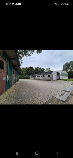 Stallplatz, Boxen frei, Offenstall, Schwastrumhof , Stallplätze, Damp, Abbildung 4