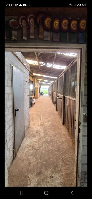 Stallplatz, Boxen frei, Offenstall, Schwastrumhof , Stallplätze, Damp, Abbildung 2
