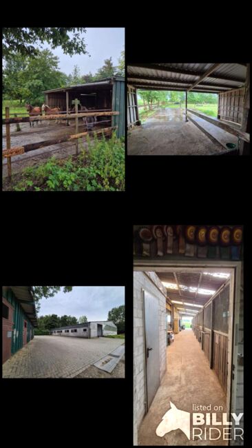 Stallplatz, Boxen frei, Offenstall, Schwastrumhof , Stallplätze, Damp, Abbildung 7
