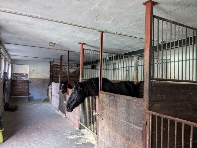 Stallplatz, Nadja, Paddock-, Boxen- & Stallmatten, Dittelbrunn, Abbildung 4