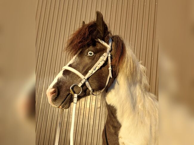 Angerittene Stutbuch 1 Isländer 5-Gang Stute an Bestplatz, Genesis, Horses For Sale, Saarland, Image 7