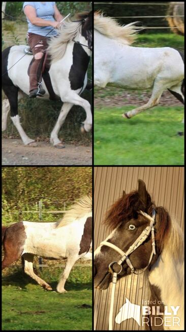 Angerittene Stutbuch 1 Isländer 5-Gang Stute an Bestplatz, Genesis, Horses For Sale, Saarland, Image 8