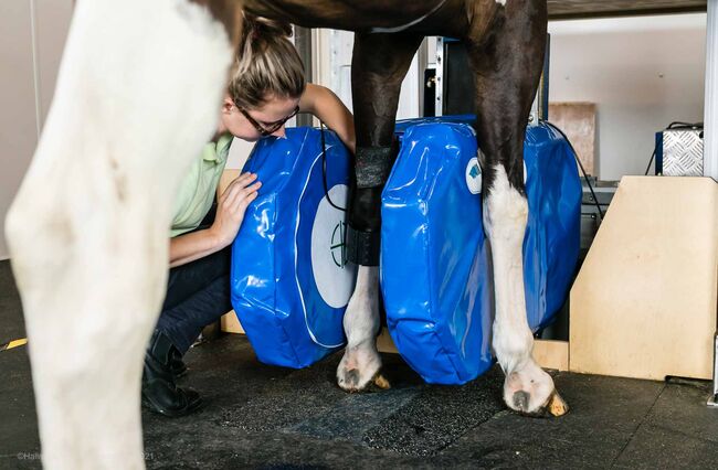 Standing Equine MRI System for Horses – Advanced Veterinary Diagnostic Imaging | Hallmarq EQ2, Hallmarq EQ2 Standing Equine MRI, Dupont Dilaure, Pozostałe, Lexington