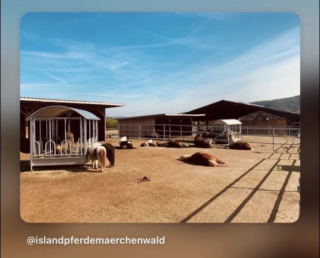 Einstellplätze für Islandpferde in 63599 Biebergemünd, Britta Zoll, Wolna stajnia, Königswinter