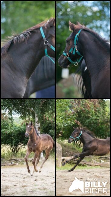 Charakterstarke Quarter Paint Horse Stute 05/2025 APHA black, Rainer, Horses For Sale, Wernigerode, Image 13