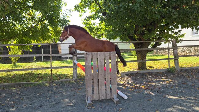 Nervenstarker junger Ponywallach!, Barbara Granig, Horses For Sale, Unterwart, Image 10