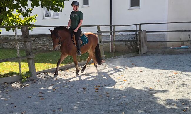 Nervenstarker junger Ponywallach!, Barbara Granig, Horses For Sale, Unterwart, Image 14