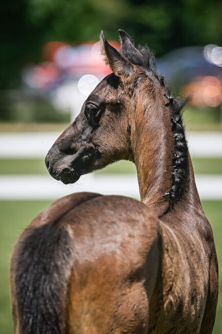 Bewegungsstarkes Hengstfohlen, Beatrice Matos, Horses For Sale, Illhart, Image 3