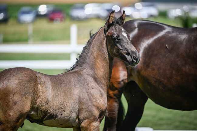 Bewegungsstarkes Hengstfohlen, Beatrice Matos, Horses For Sale, Illhart, Image 4