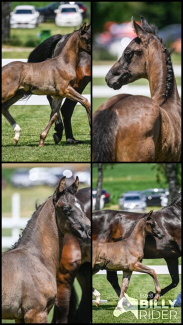 Bewegungsstarkes Hengstfohlen, Beatrice Matos, Horses For Sale, Illhart, Image 5