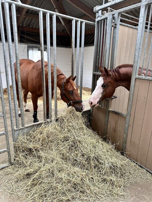 Kräftiger Quarter Horse Wallach, Kerstin Rehbehn (Pferdemarketing Ost), Horses For Sale, Nienburg, Image 6