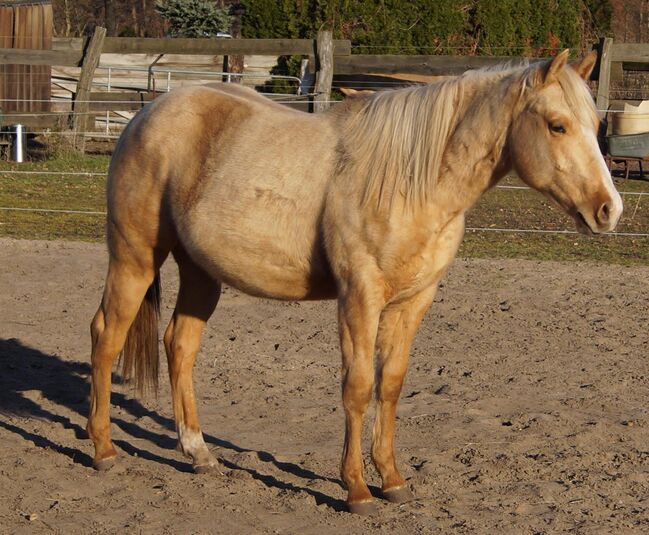 Kräftiger, bildhübscher Wimpys Little Step Enkel, Kerstin Rehbehn (Pferdemarketing Ost), Horses For Sale, Nienburg