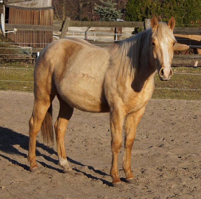 Kräftiger, bildhübscher Wimpys Little Step Enkel, Kerstin Rehbehn (Pferdemarketing Ost), Horses For Sale, Nienburg, Image 9