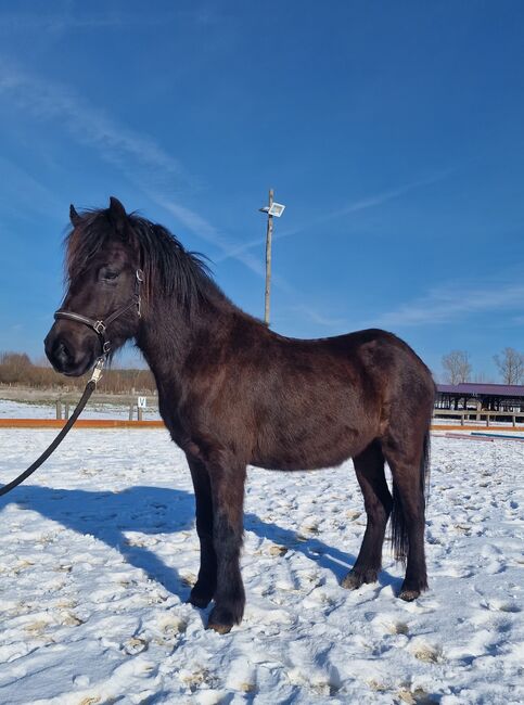 gangstarke, sensible junge Isländer Stute, Sabine Opitz Wieben (Reiter - & Erlebnisbauernhof Groß Briesen GmbH), Horses For Sale, Groß Briesen