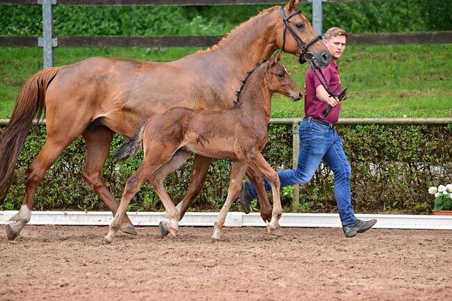 Bewegungsstarker Hengst vom top Vererber, Kerstin Rehbehn (Pferdemarketing Ost), Horses For Sale, Nienburg, Image 2