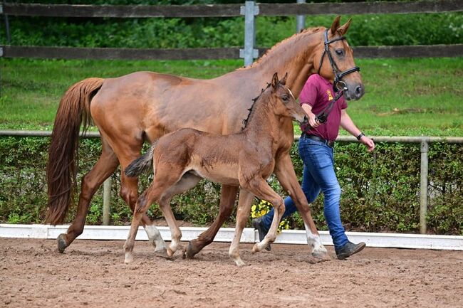 Bewegungsstarker Hengst vom top Vererber, Kerstin Rehbehn (Pferdemarketing Ost), Horses For Sale, Nienburg, Image 10