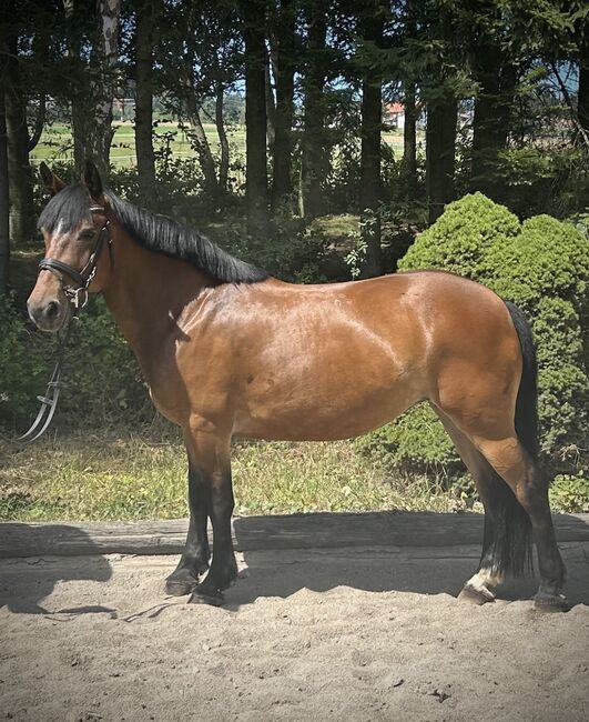 Kräftige Stute für die ganze Familie! 🥰🐴👍🥕☀️, Pferdeglück (Pferdeglück GmbH), Horses For Sale, Pelmberg, Image 5