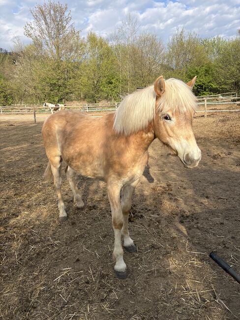 Sternenwind, Katrin Pusar, Horses For Sale, Launsdorf