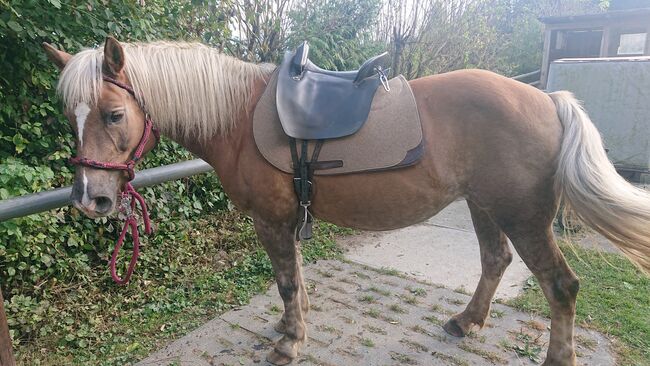 Startrekk Espaniola schwarz neue Klettkissen, Startrekk  Espaniola , Ul. S., Treeless Saddle, Rosenheim