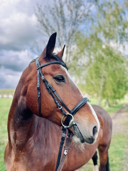 Staatsprämienstute, Lilli, Horses For Sale, Ferna