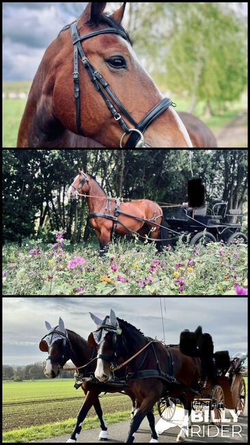 Staatsprämienstute, Lilli, Horses For Sale, Ferna, Image 4
