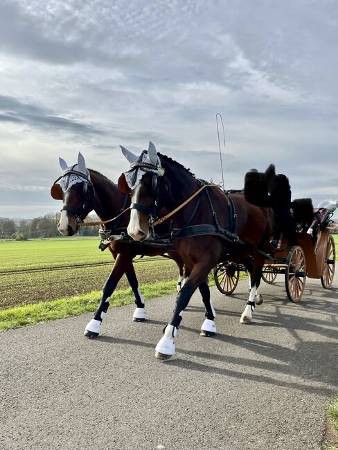 Staatsprämienstute, Lilli, Horses For Sale, Ferna, Image 3