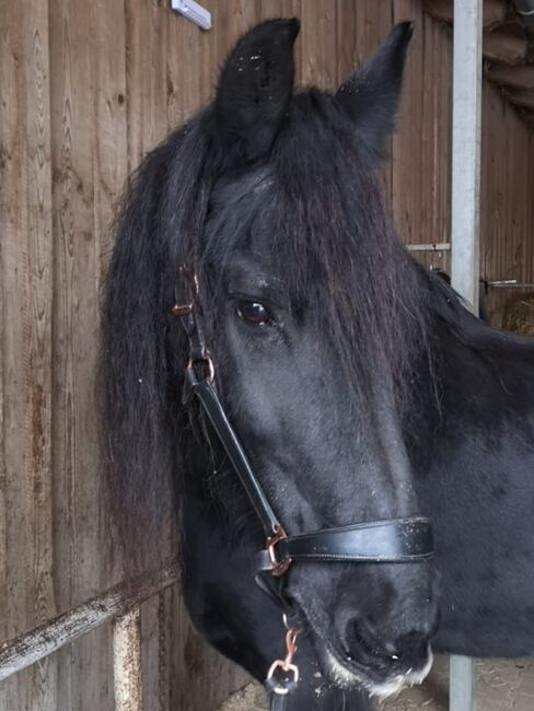 STER Friesenstute, Margit, Pferd kaufen, Windischeschenbach