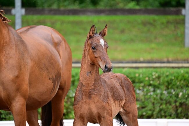 Bewegungsstarkes Hengstfohlen vom top Vererber, Kerstin Rehbehn (Pferdemarketing Ost), Horses For Sale, Nienburg, Image 3