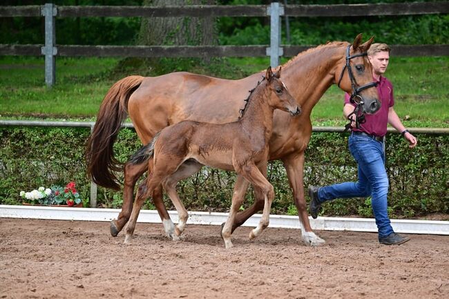 Bewegungsstarkes Hengstfohlen vom top Vererber, Kerstin Rehbehn (Pferdemarketing Ost), Horses For Sale, Nienburg, Image 10