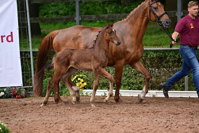 Bewegungsstarker Hengst vom top Vererber, Kerstin Rehbehn (Pferdemarketing Ost), Horses For Sale, Nienburg, Image 9