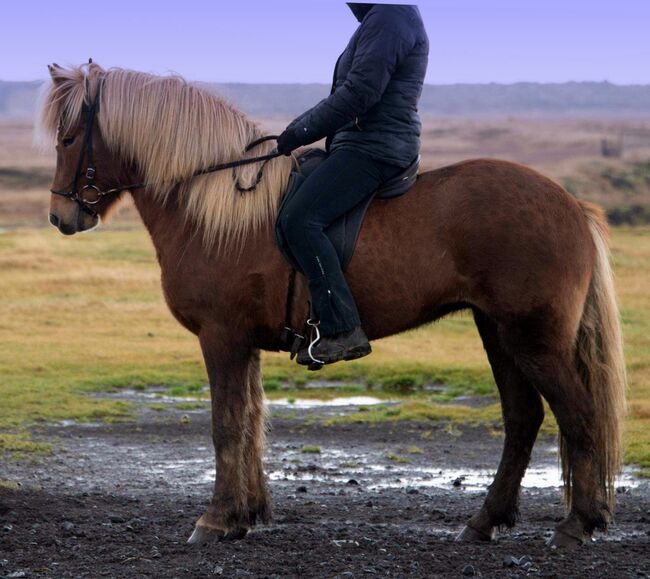 Kräftiges Exterieur - viel Tölt - fein in den Hilfen, Islandpferde-aus-Island, Horses For Sale, Ihlienworth, Image 2