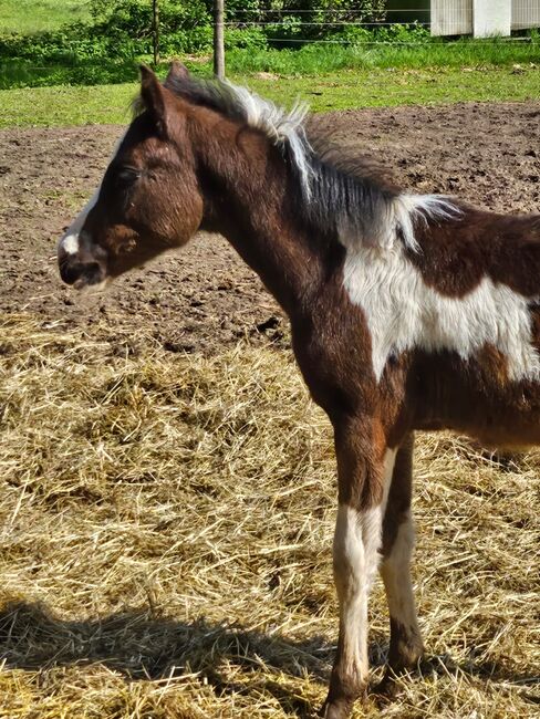 Toll gezeichneter Quarter Horse-Reitpony Nachwuchs, Kerstin Rehbehn (Pferdemarketing Ost), Horses For Sale, Nienburg, Image 7